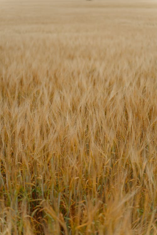 Photos gratuites de agricole, céréale, champ brun