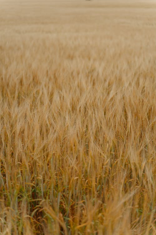 ハイアングルショット, ブラウンフィールド, ライ麦の無料の写真素材