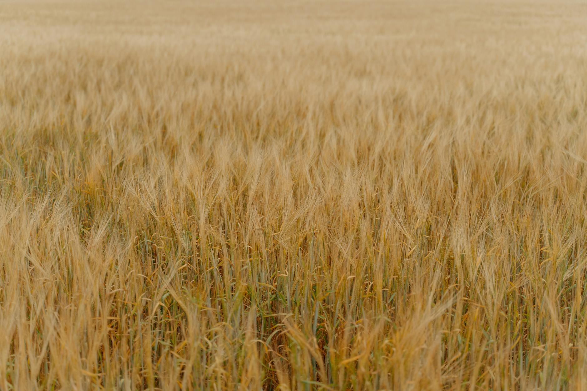 https://www.pexels.com/photo/dry-grass-on-a-field-10679146/