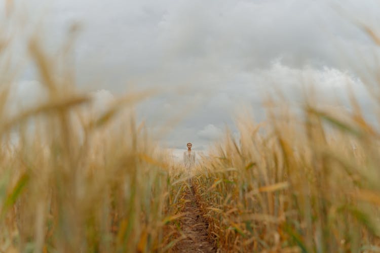 Man In Suit Posing In Wheat Field