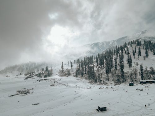 Coniferous Forest in a Mountain Valley 