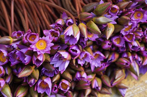 A Cluster of Purple Flowers Blooming 