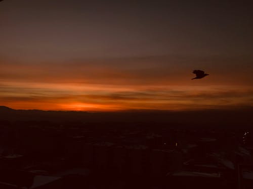 Free Bird Flying in Sunset Sky on Horizon Stock Photo