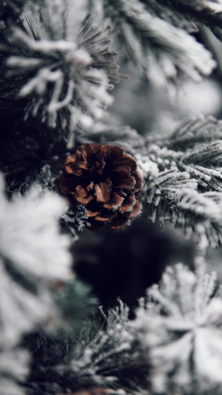 Cone On A Snow Covered Conifer