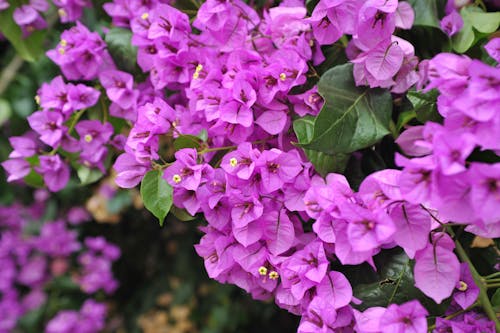 Δωρεάν στοκ φωτογραφιών με bougainvilleas, ανάπτυξη, ανθισμένος