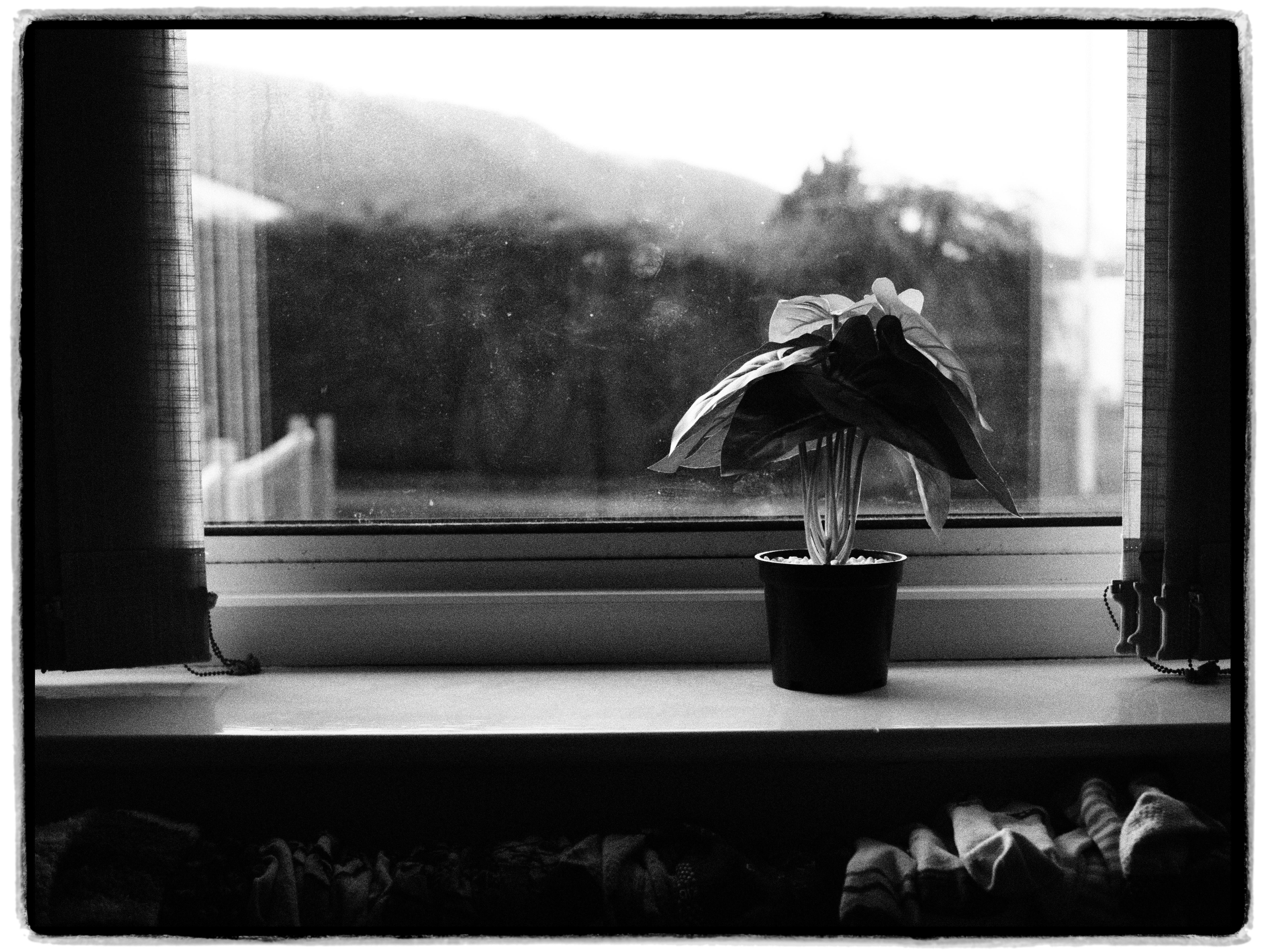 Monochrome image of a potted plant on a windowsill with a scenic outdoor view.