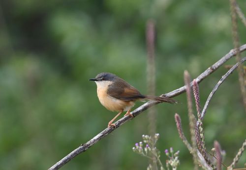 Free Detailed view of an ashy prinia bird sitting calmly on a branch surrounded by nature. Stock Photo