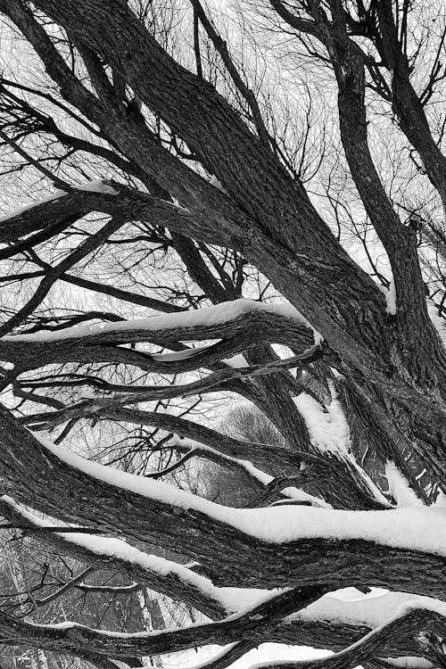 Základová fotografie zdarma na téma bezlistý strom, černý a bílý, holý strom