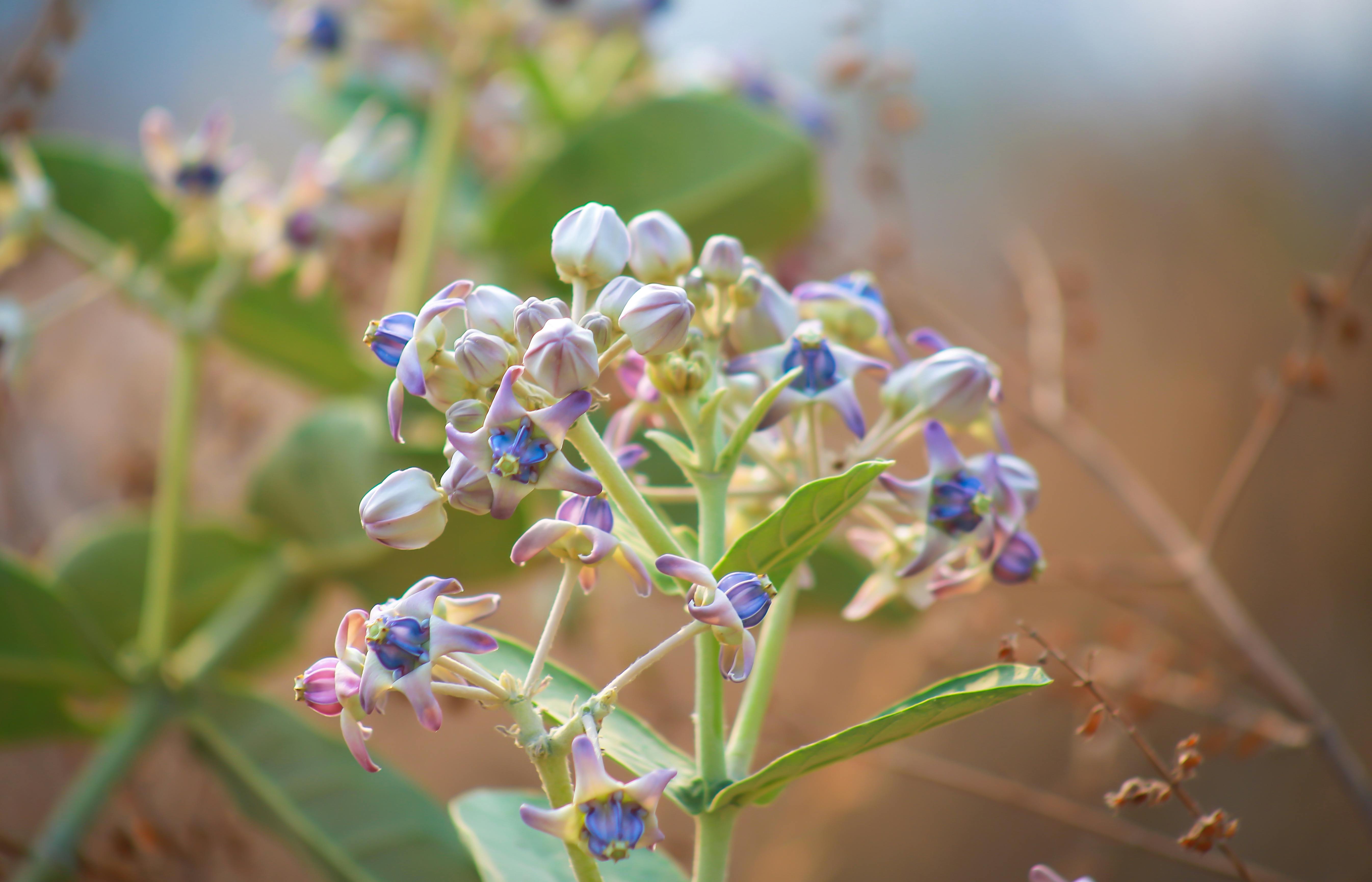 Free stock photo of clarity, pink flower, purple flower