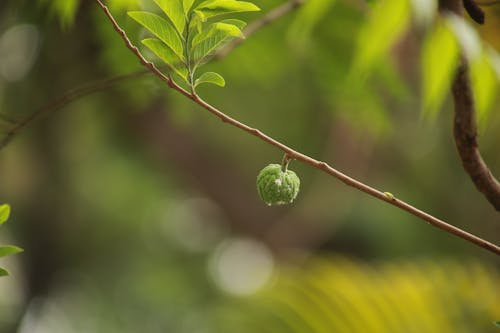 Free stock photo of fruit, green, nature