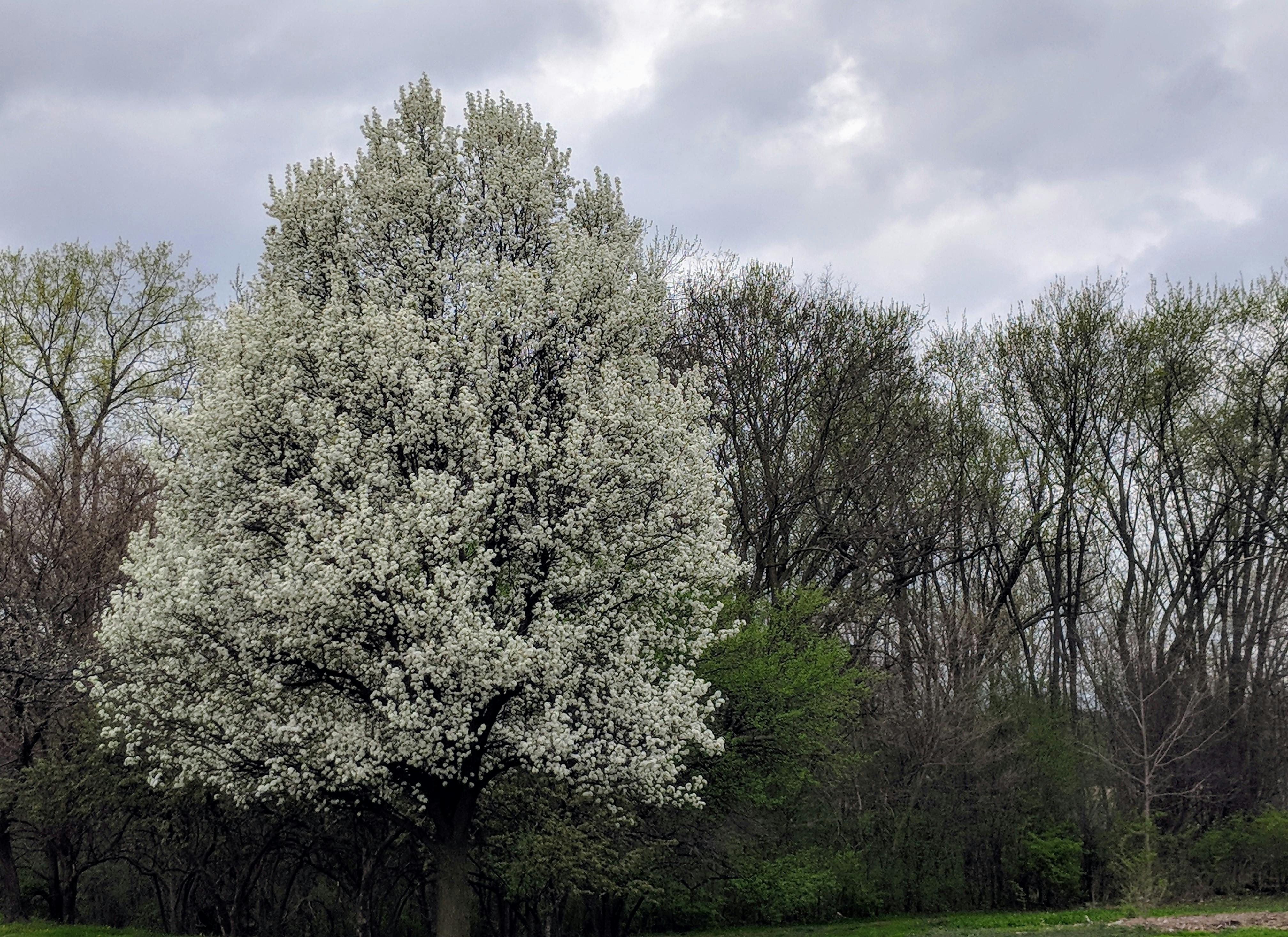 Free stock photo of landscape, pear blossom tree, white flowering tree