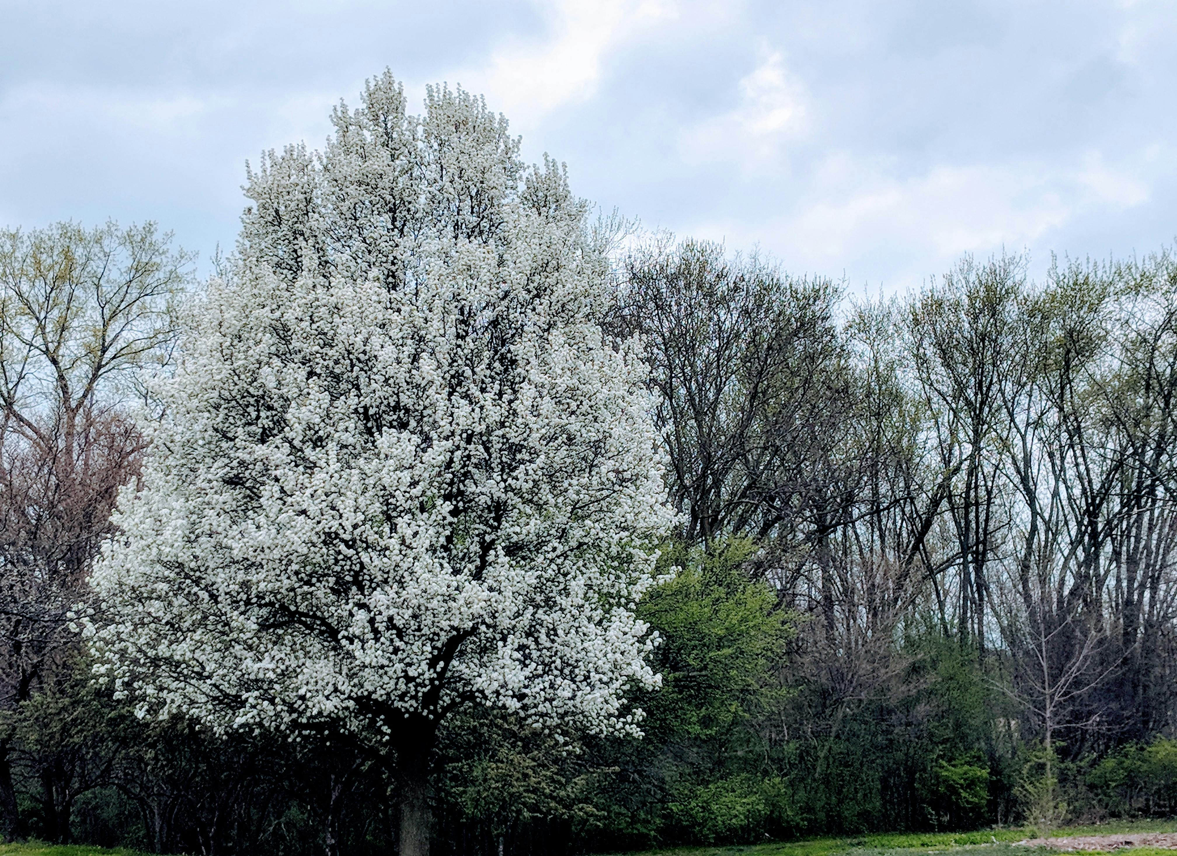 Free stock photo of pear blossom tree, pear blossoms, white flowering tree