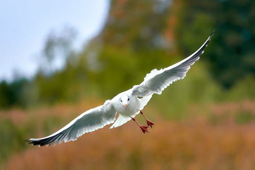Free A White Bird Flying in Mid Air Stock Photo