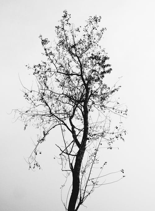 ağaç, dikey atış, gri tonlama içeren Ücretsiz stok fotoğraf
