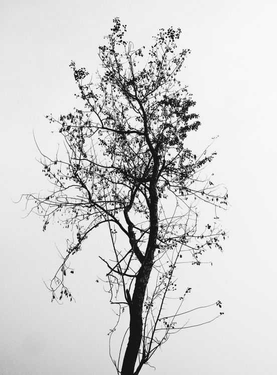 Grayscale Photo of a Tree · Free Stock Photo
