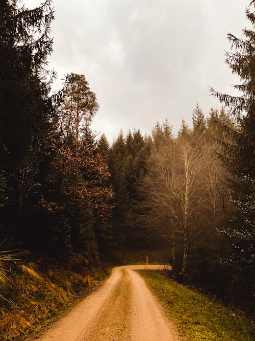 Foto d'estoc gratuïta de arbres, bosc, camí de carro