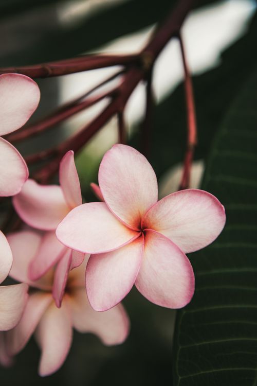Free Delicate pink Plumeria flowers with lush green leaves in Cancún, Mexico. Stock Photo