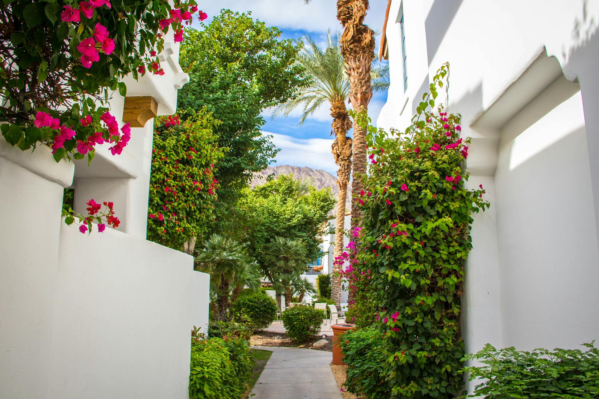 A vibrant floral alley in La Quinta, California, showcasing lush plants and sunny architecture.