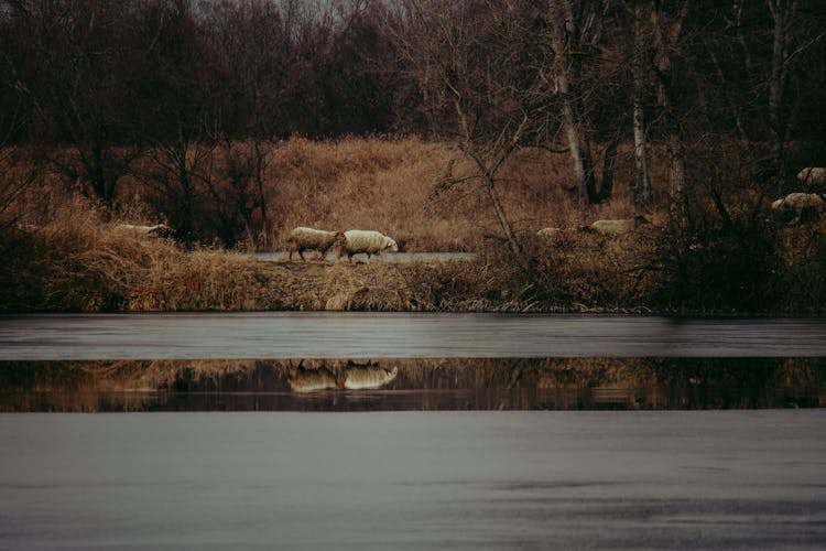 Sheep Near Lake