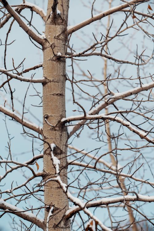 Free Detailed view of a bare tree trunk and branches covered in snow against a winter sky. Stock Photo