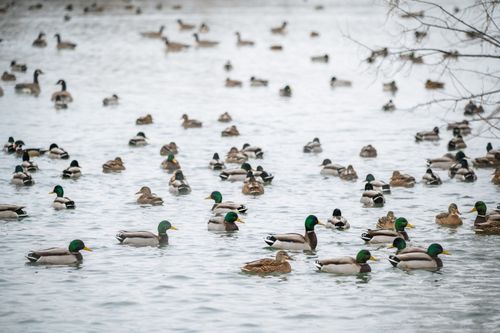 Free A large group of mallard ducks peacefully swimming on a calm river during daytime. Stock Photo