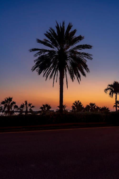 Gratis stockfoto met dageraad, omtrek, palmboom Stockfoto