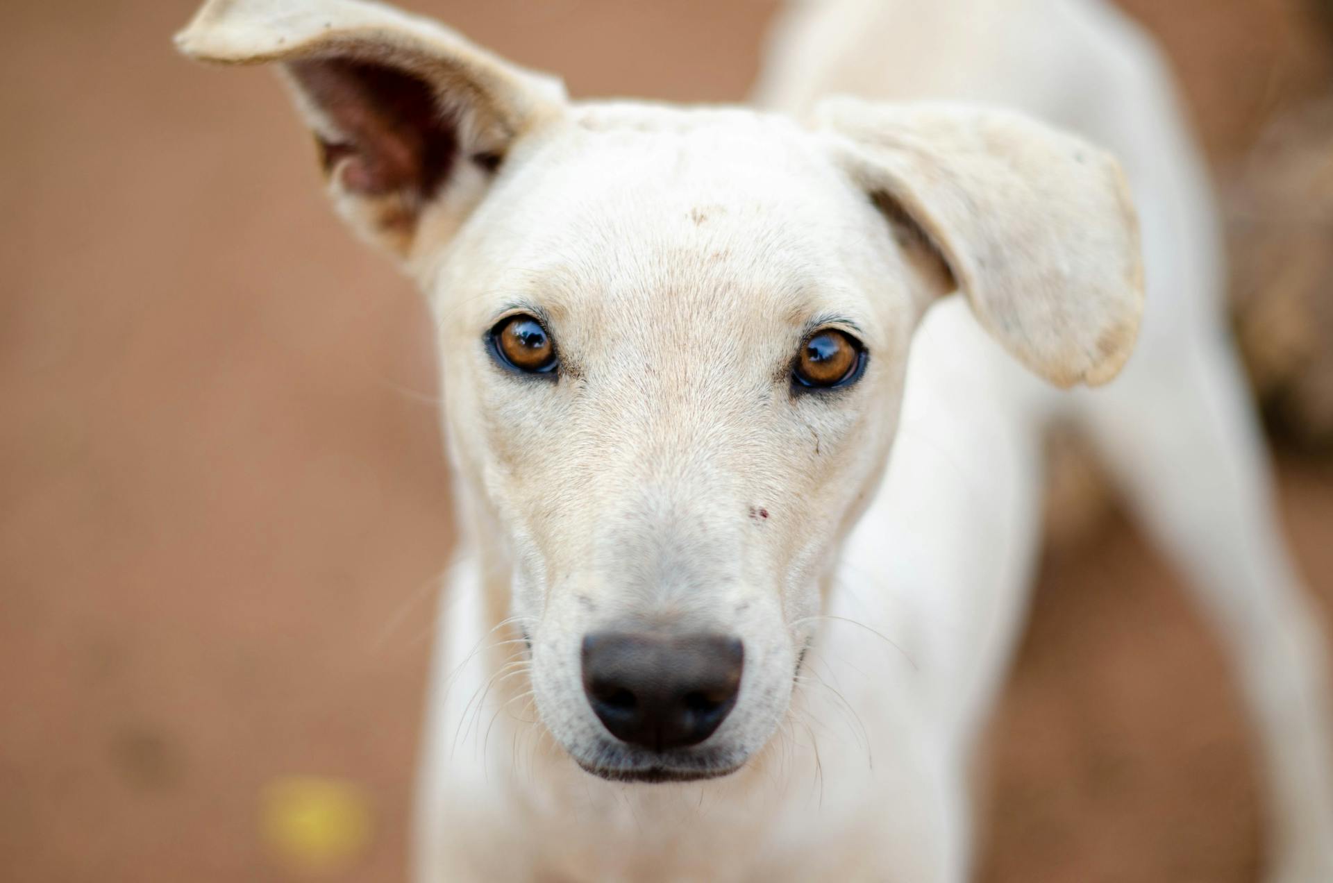 Close-Up Shot of a White Dog