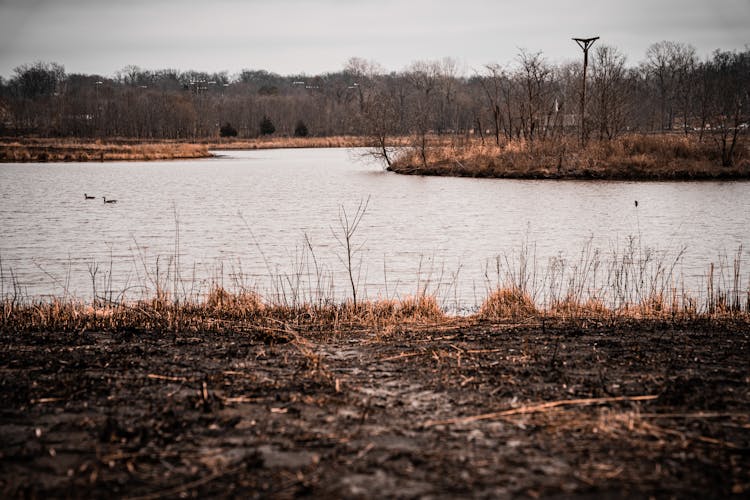 Brown Grass Near The Lake 