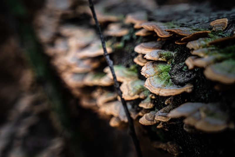 Detailed view of mushrooms growing on tree bark in the forest.
