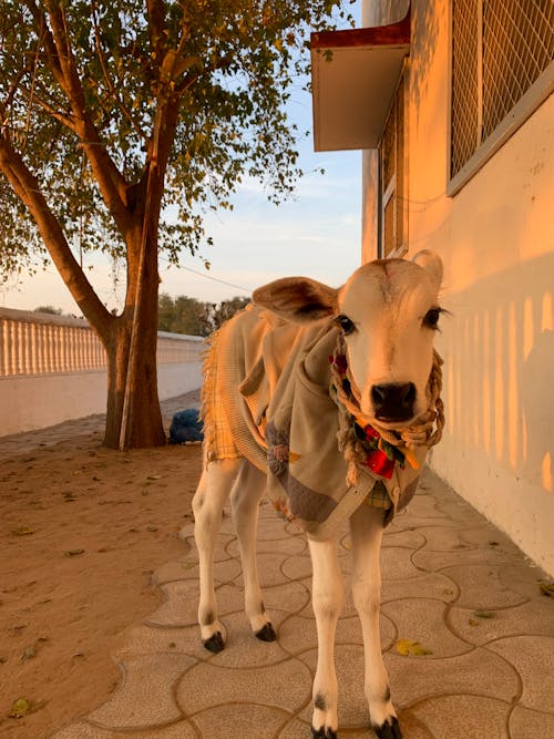 Calf in a Sweater in the Yard