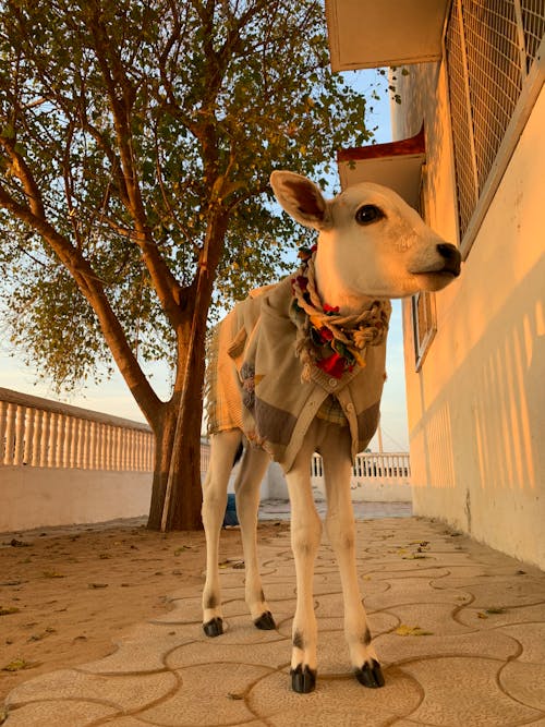 Close up of Dressed up Cow Calf