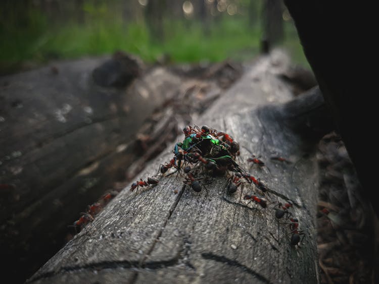 Ants Attacking Green Beetle 