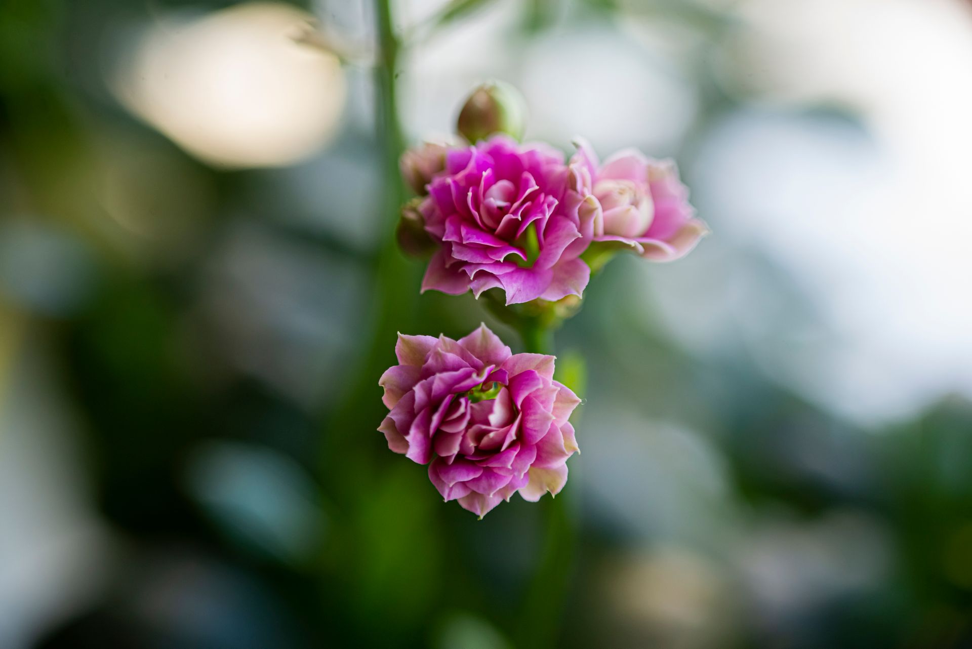 Detailed macro shot of delicate pink kalanchoe flowers with blurred green background.