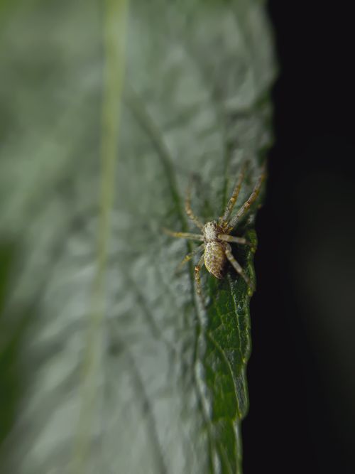 Free Macro photograph of a small spider on a green leaf, showcasing nature's intricate details. Stock Photo
