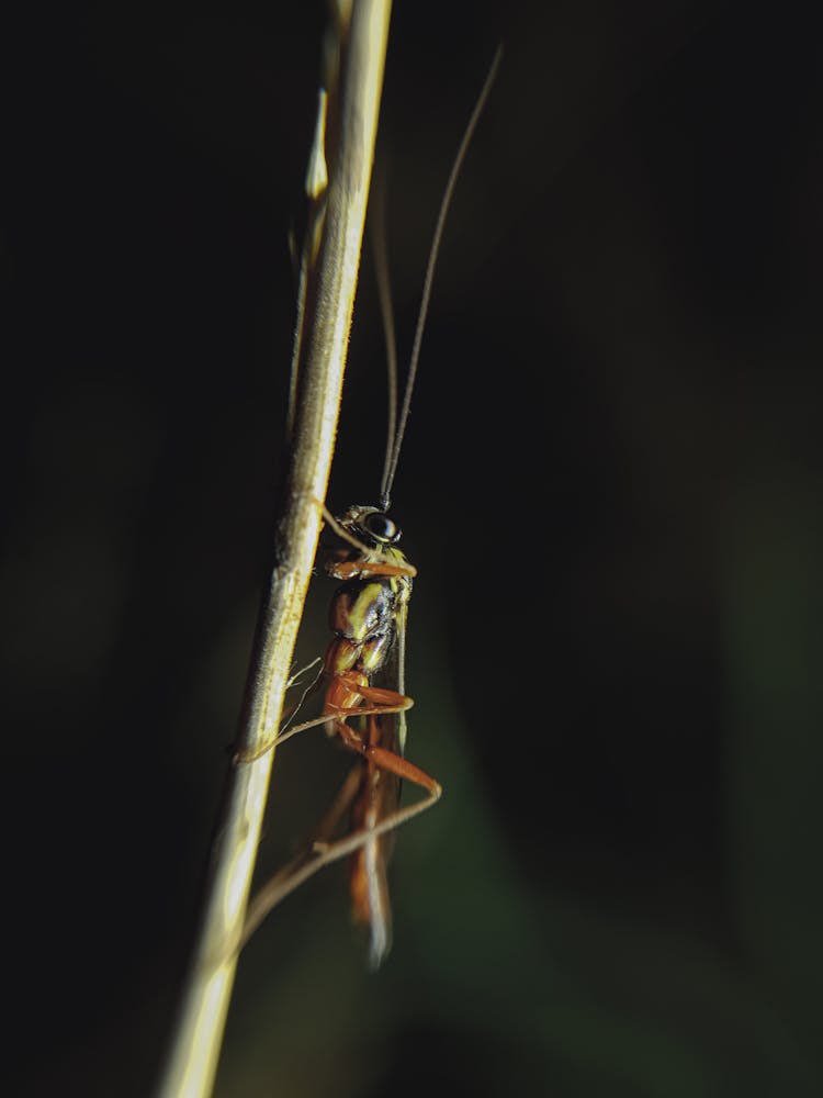 Close Up Of Insect