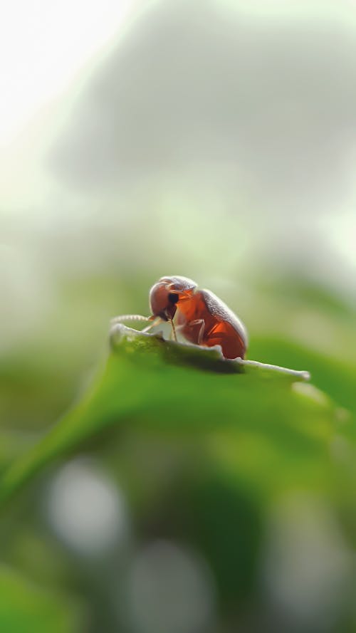 Beetle Sitting on Green Leaf