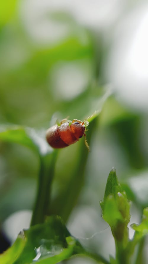 Foto d'estoc gratuïta de beetle, bitxo, enfocament selectiu