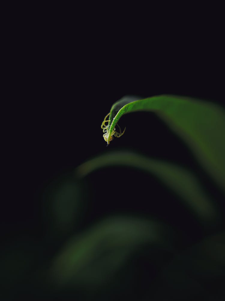 Spider Hanging On Green Plant