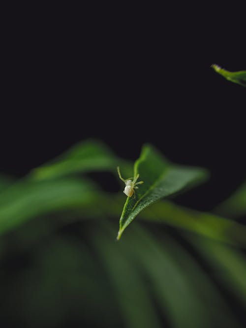 Imagine de stoc gratuită din a închide, animal, fotografiere verticală