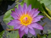 Pink Lotus Flower in Bloom