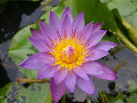 Pink Lotus Flower in Bloom