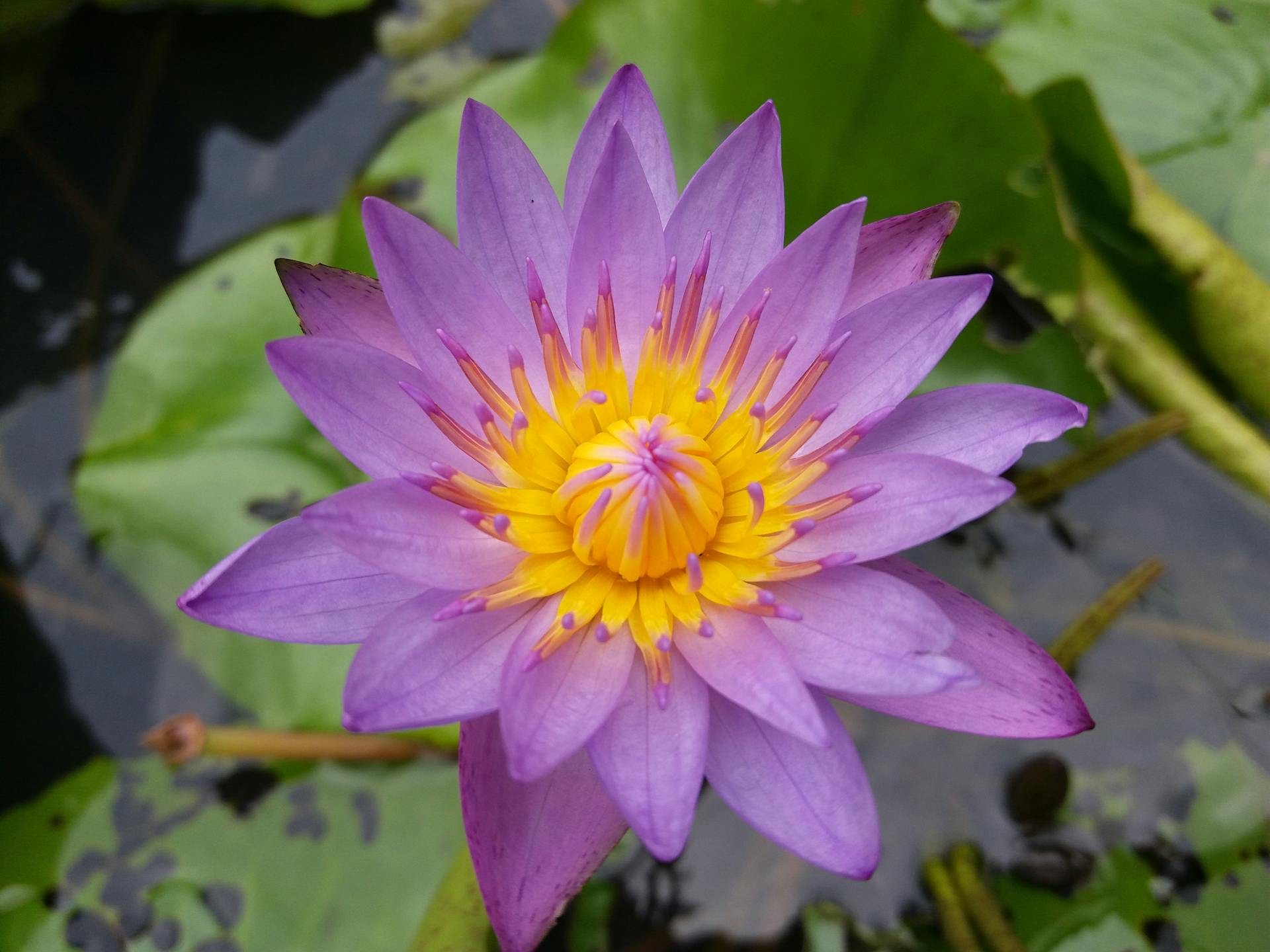 Close-up of a vibrant purple lotus flower in full bloom, captured in a Sri Lankan pond.