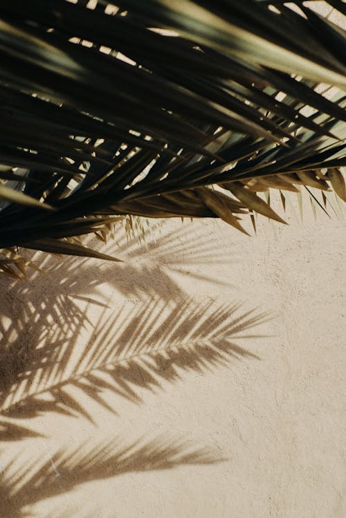 Palm Tree Leaves Casting Shadow on Sand
