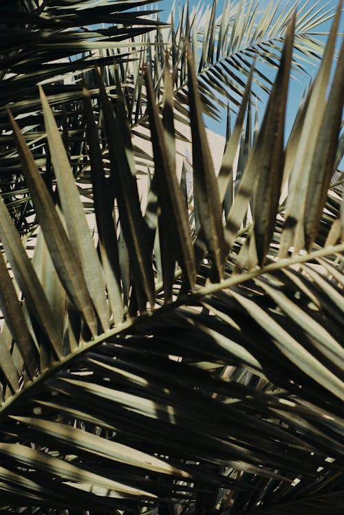 Základová fotografie zdarma na téma listy, palmové listy, vějířovitý
