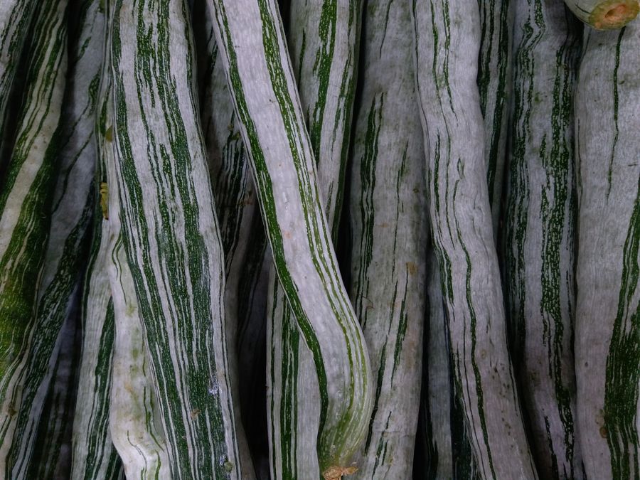 Snake Gourd