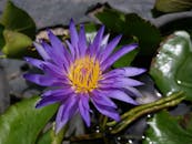 Purple Waterlily in Bloom