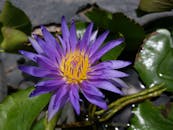 Purple Waterlily in Bloom
