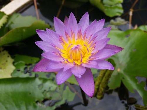 Free A Beautiful Purple Water Lily Stock Photo