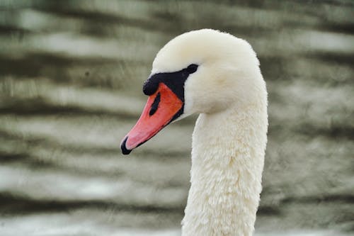 Close-Up Shot of a Mute Swan