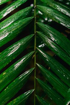 Vibrant close-up of a wet tropical palm leaf showcasing natural textures and symmetry.